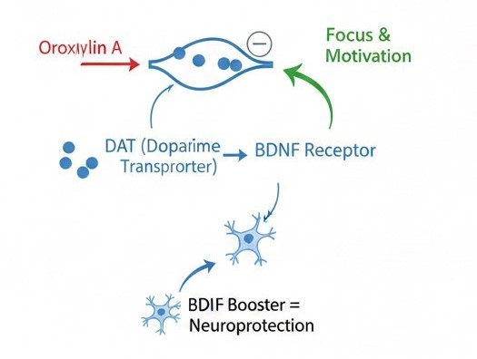 Diagram showing Oroxylin A acting as a Dopamine Reuptake Inhibitor (DRI) and BDNF booster in the brain