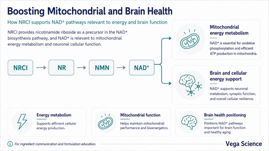 Nicotinamide Riboside Chloride Boosting Mitochondrial and Brain Health ingredient information and supply support