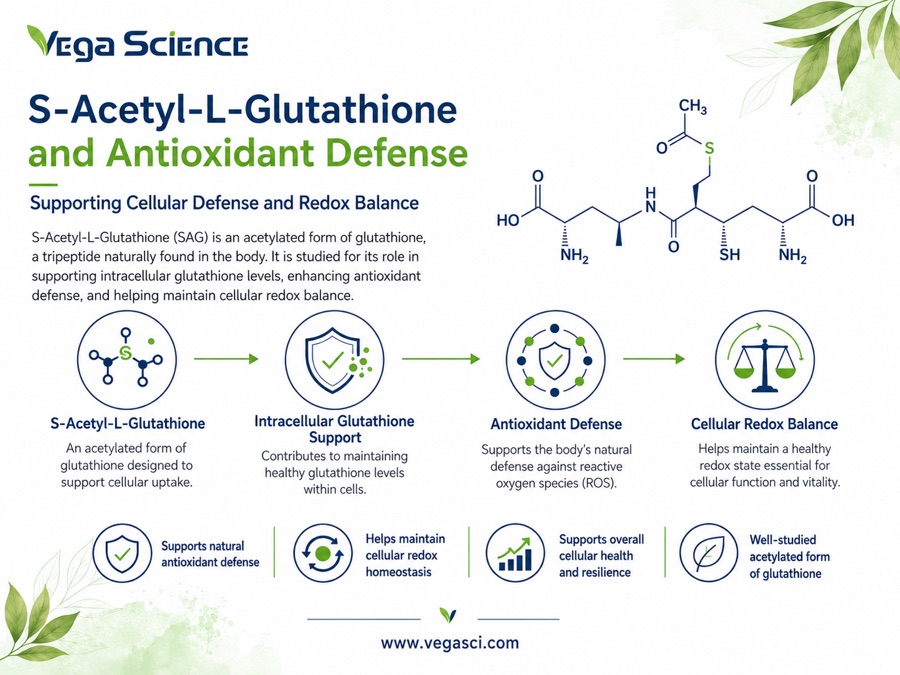 S-Acetyl-L-Glutathione mechanism and research pathway illustration