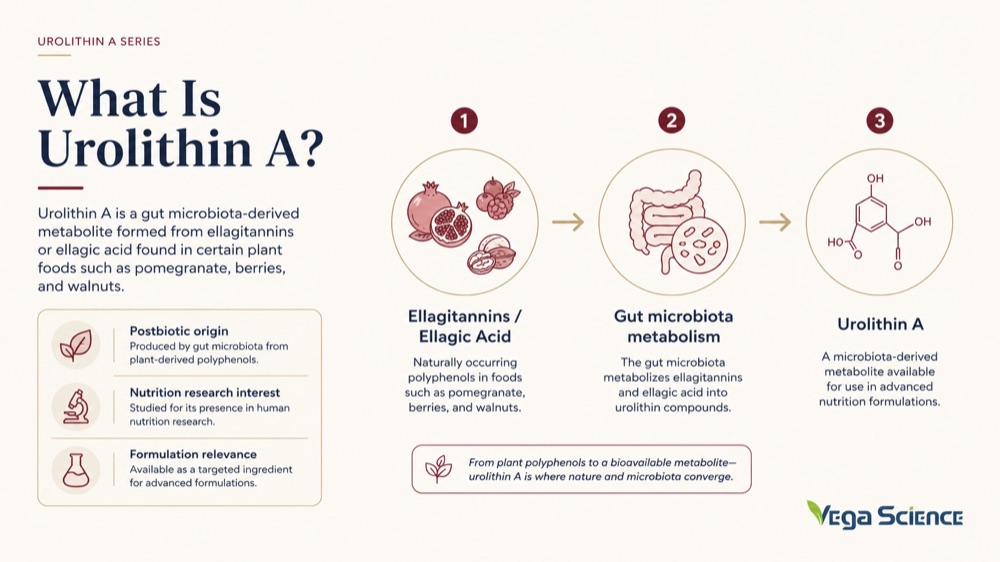 Urolithin A What is Urolithin A ingredient information and formulation support