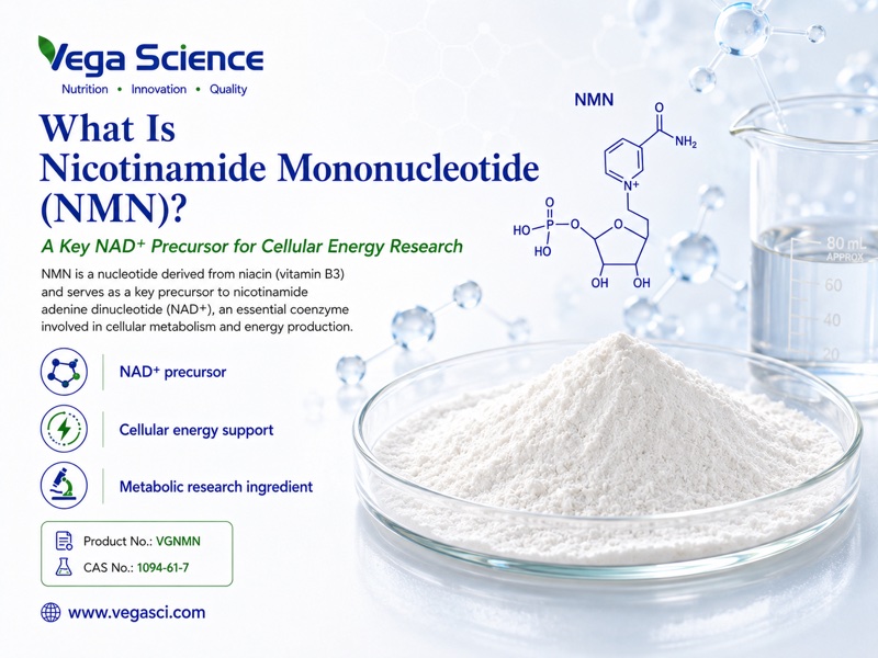 NMN vitamin B3 derivative overview infographic