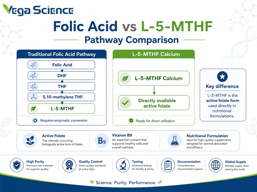 L-5-Methyltetrahydrofolate Calcium mechanism and research pathway illustration