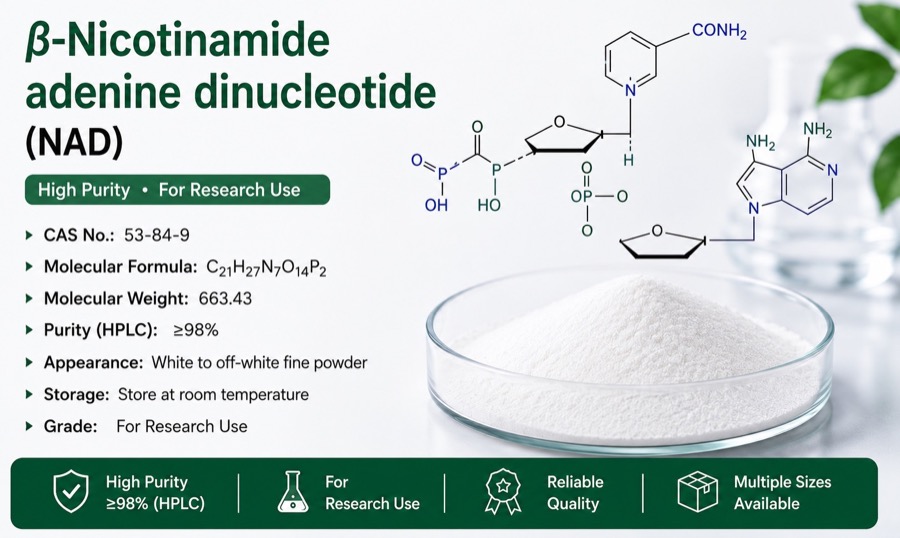 Nicotinamide Adenine Dinucleotide NAD cellular metabolism overview