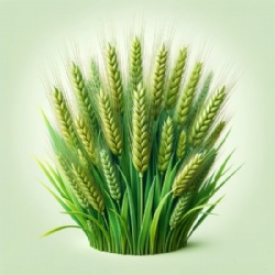 Wheat Germ Extract Spermidine